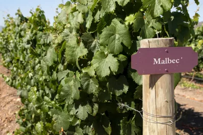 Día Mundial del Malbec: por qué es bueno tomar una copa de vino