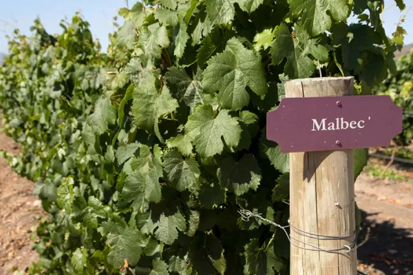 Día Mundial del Malbec: por qué es bueno tomar una copa de vino