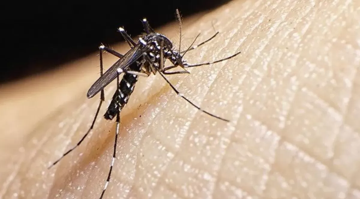 Aedes aegypti: la hembra es la transmisora de la enfermedad