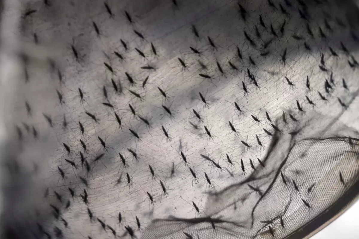 Dengue tailandes: cómo es la variante que contagia en tiempo récord
