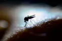 Dengue: por qué el mosquito también puede picar de noche