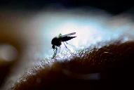 Dengue: por qué el mosquito también puede picar de noche