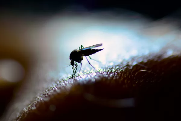 Dengue: por qué el mosquito también puede picar de noche