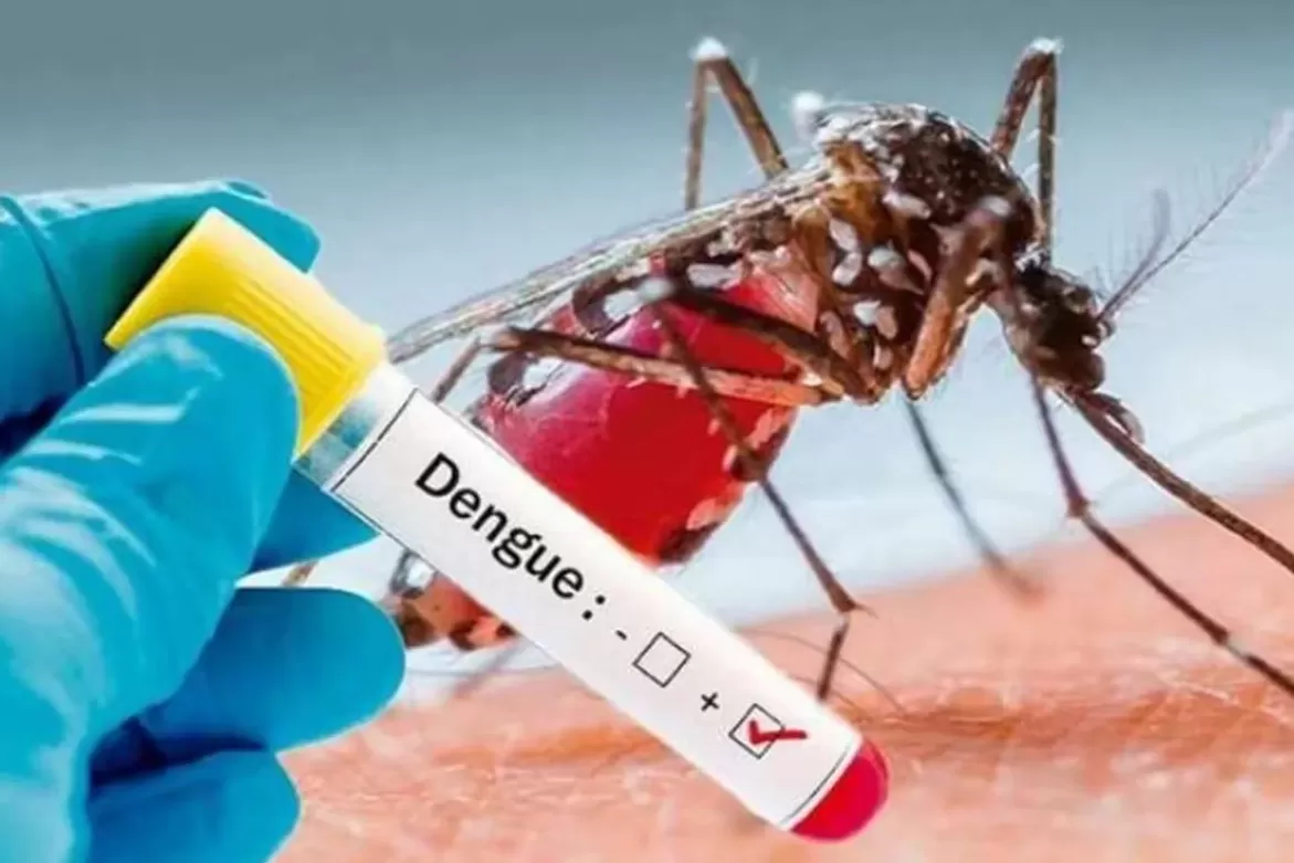 Dengue: cuáles son las cepas que circulan en Argentina.