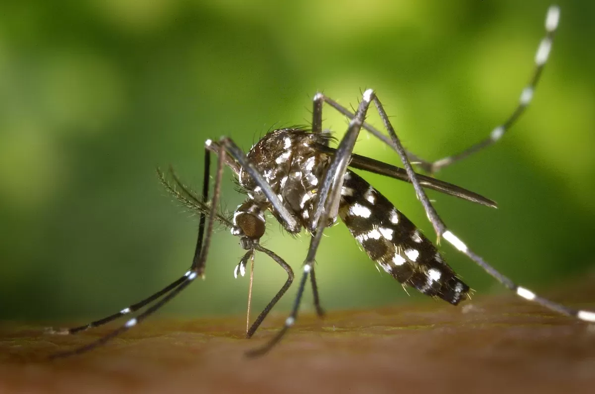 El mosquito Aedes