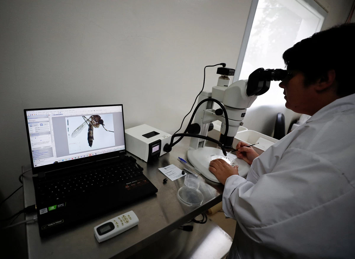 INVESTIGACIÓN. Los expertos estudian los comportamientos del virus dengue y del mosquito transmisor de la enfermedad, el Aedes aegypti.