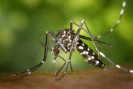 Dengue: a qué temperaturas muere el mosquito Aedes aegypti