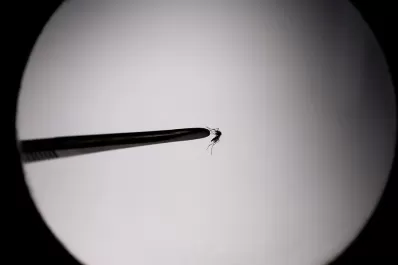 Dengue: cuáles son los síntomas de la nueva cepa que tiene en vilo al país