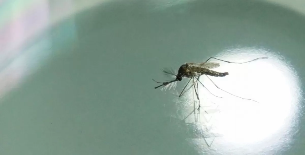 El Aedes es un mosquito hogareño y resiste a las bajas temperaturas