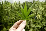 Extienden a tres años la autorización para cultivar cannabis medicinal