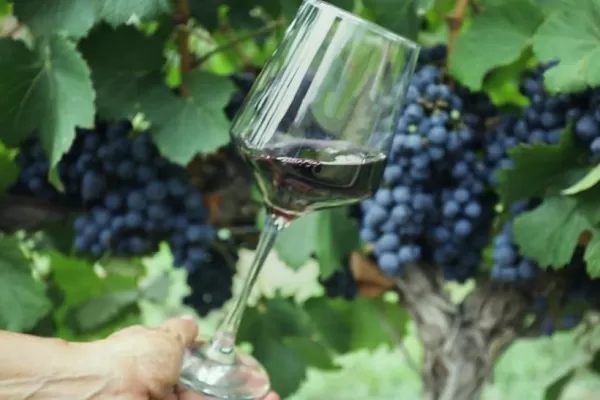 Plaza Urquiza: degustación de los mejores vinos tucumanos
