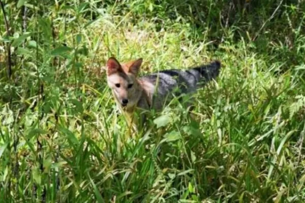 Un zorro gris que había sido rescatado fue liberado en la Reserva Aguas Chiquitas