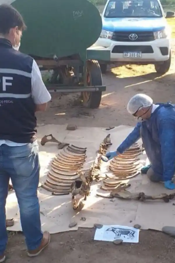 El Equipo Científico de Investigaciones Fiscales se ocupará del caso de la tapir Suyana