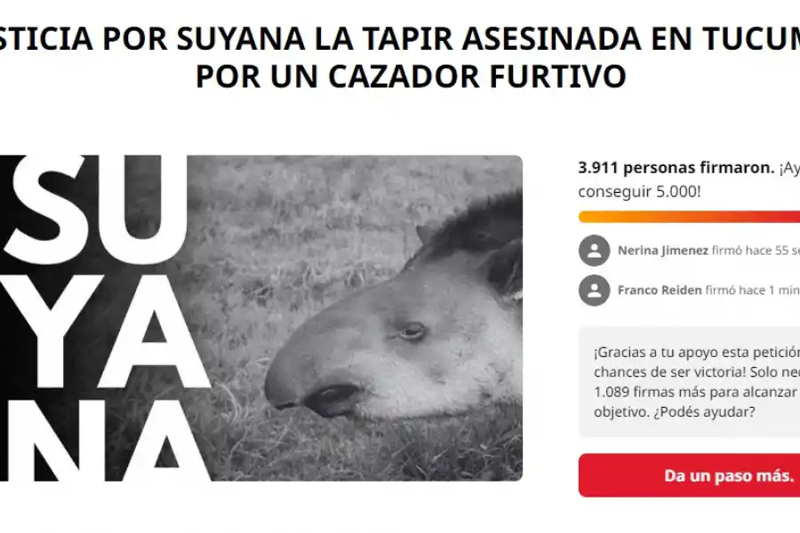 Juntan firmas para pedir justicia por Suyana, la tapir asesinada en Tucumán por un cazador furtivo