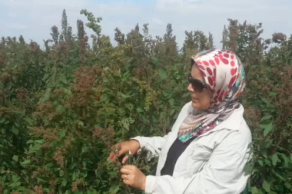 Proyecto de cultivo de quinoa: visita de investigadoras de Marruecos a la fundación Lillo y al Inta Famaillá