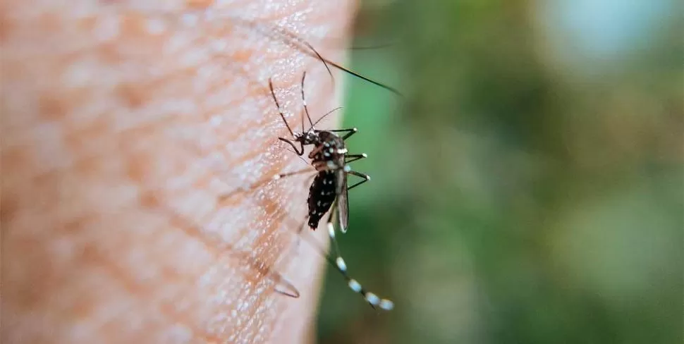 EL MOSQUITO. El Aedes tiene rayas blancas en el cuerpo.   
