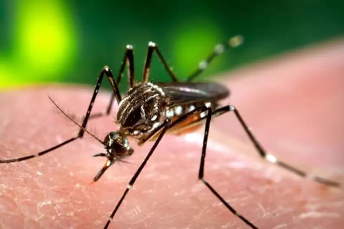 Dengue: cómo hace el mosquito para adaprse al frío