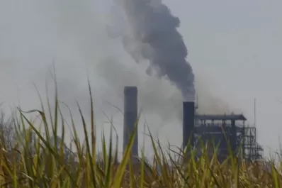 Arranca la zafra en La Florida