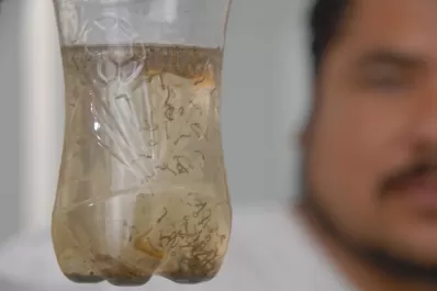 Dengue: por qué el Aedes aegypti es un mosquito hogareño y en qué horarios pica