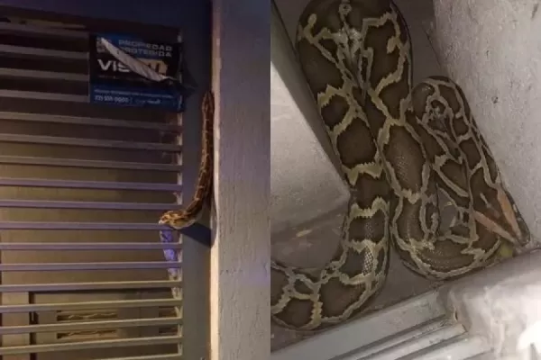 La Plata: llegó a su casa y tenía una imponente serpiente pitón de dos metros enrollada en la puerta