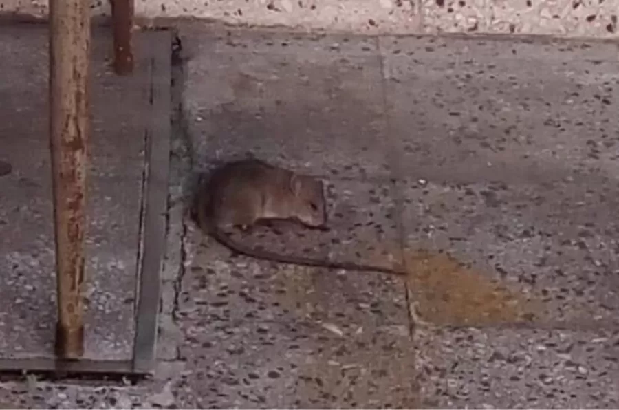 Una rata mordió a un alumno en un colegio de Buenos Aires y desató el enojo de padres y estudiantes.