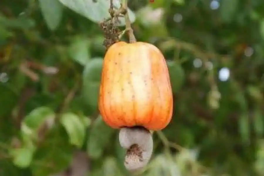 El fruto del cajú es carnoso y la semilla, la castaña, está en la parte inferior.