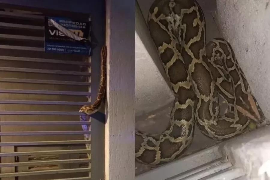 La imponente serpiente sorprendió a los vecinos de La Plata.
