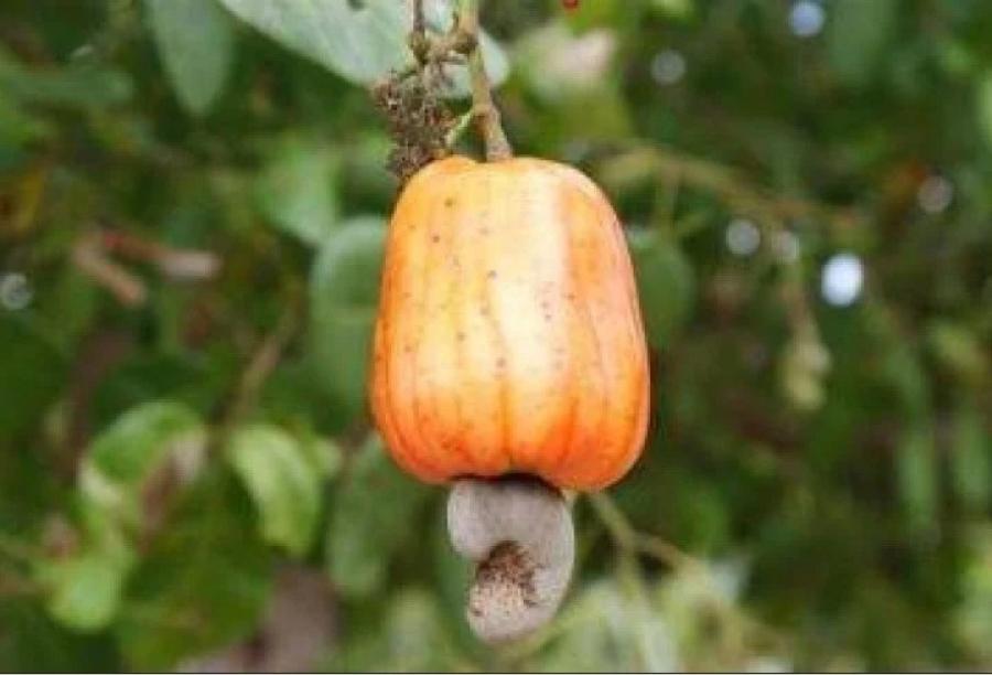 El fruto del cajú es carnoso y la semilla, la castaña, está en la parte inferior.