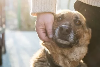 Día del Animal: ¿por qué se celebra el 29 de abril en Argentina y cuándo es en el resto del mundo?