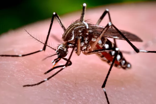 La Anmat aprobó la vacuna japonesa contra el dengue