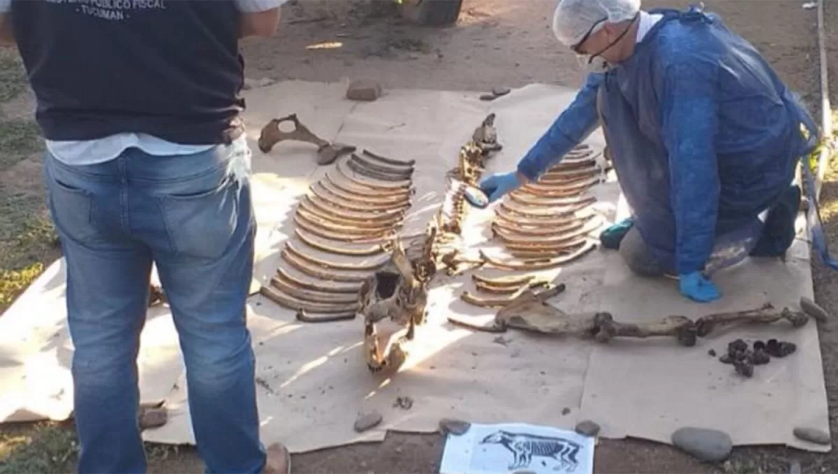 PLENA TAREA. El especialista del ECIF estimó que la tapir fue ultimada entre 30 y 45 días antes de su hallazgo. 