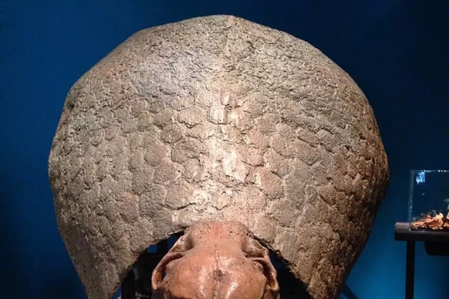 Fósiles de gliptodonte exhibidos en un museo