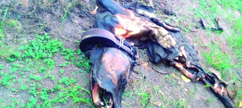 DURA PRUEBA. Suyana no tenía evidencia de haber sido faenada después de que le quitaran la vida.