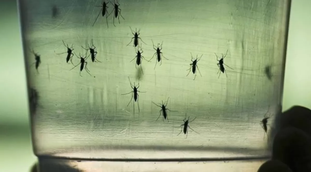 Dengue: tres de cada cuatro personas con dengue son asintomáticas