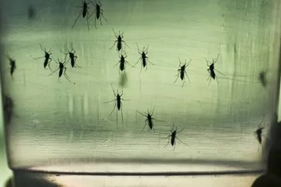 Dengue: cuál es el mayor riesgo de ser asintomático