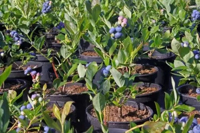 Se duplicaron las exportaciones de arándanos en los últimos cuatro años