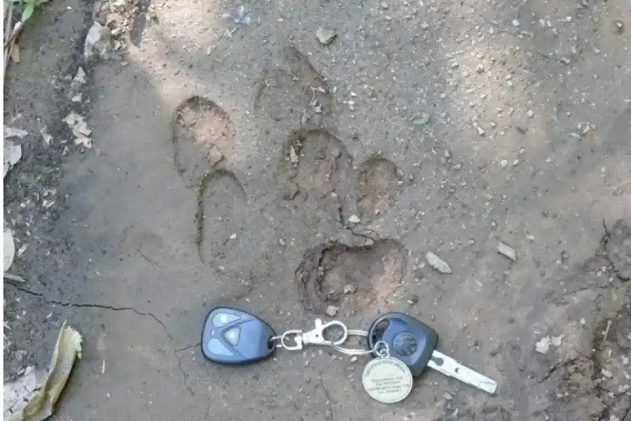 MÁS DUDAS. Una huella de tapir; no se sabe si fue de Suyana. 