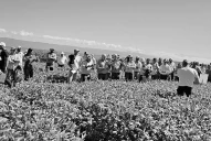 Reportaron la aparición de la “oruga medidora” en soja