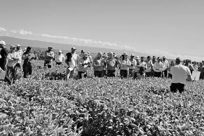 Reportaron la aparición de la “oruga medidora” en soja