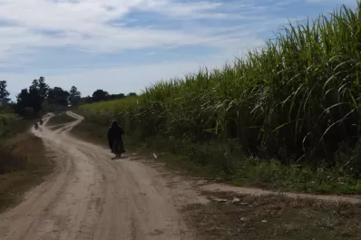 Los cañaverales presentaron una evolución normal