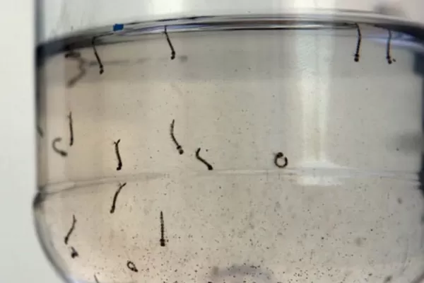 Dengue: un video registró cómo es el ciclo de vida del mosquito Aedes aegypti