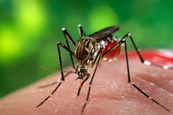 Según el Ministerio de Salud, comenzó a bajar la cantidad de casos de dengue en Tucumán