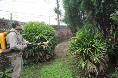 Cómo avanza el virus del dengue y por qué los brotes son cíclicos