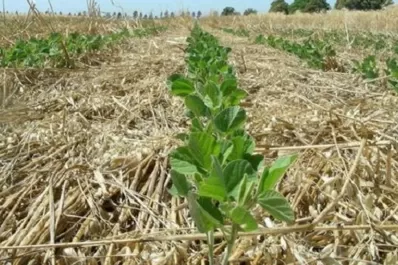 Eeaoc: taller sobre grama bermuda en cañaverales