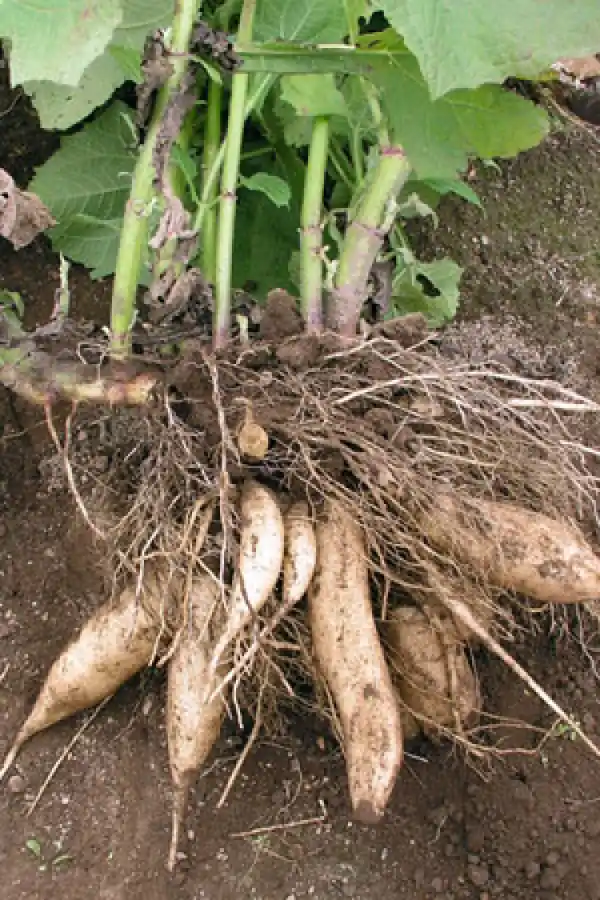 Yacón: un tubérculo que aporta múltiples beneficios