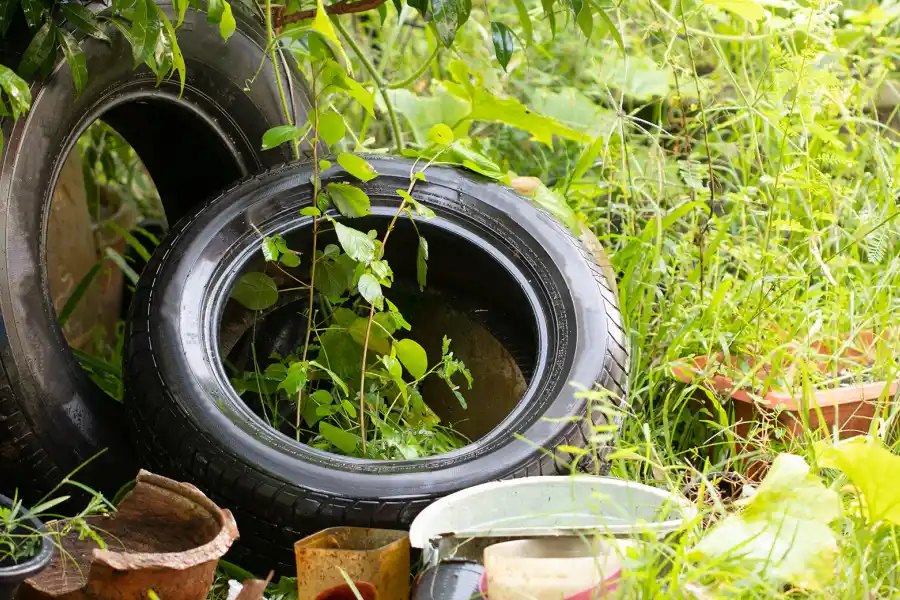 Dengue: potenciales criaderos de mosquitos