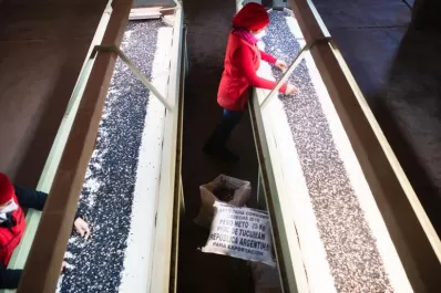 El comportamiento del clima hizo que el poroto resulte una alternativa