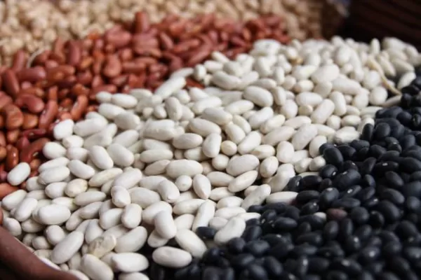 Poroto: en 2022, el peso de la semilla creció, respecto de 2021