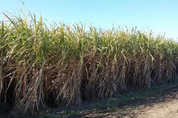 El crecimiento de la caña muestra fuerte divergencia