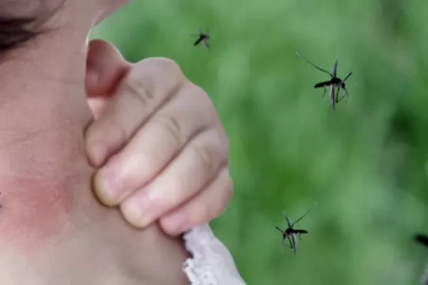 El jabón en humanos puede ser atractivo para los mosquitos: la explicación de la ciencia
